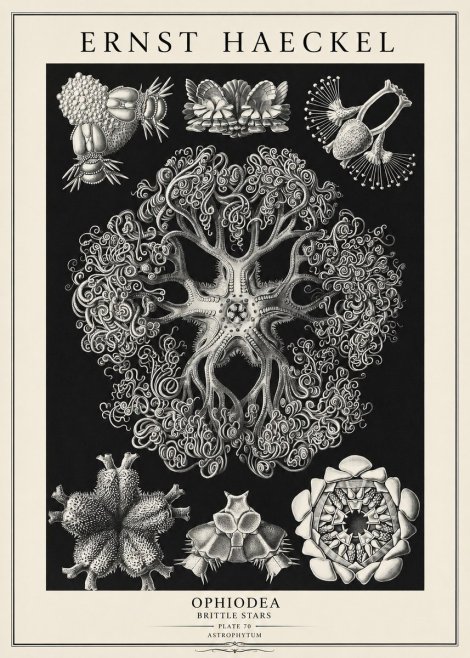 Ernst Haeckel Ophiodea - Brittle Stars II No3 - Plakát