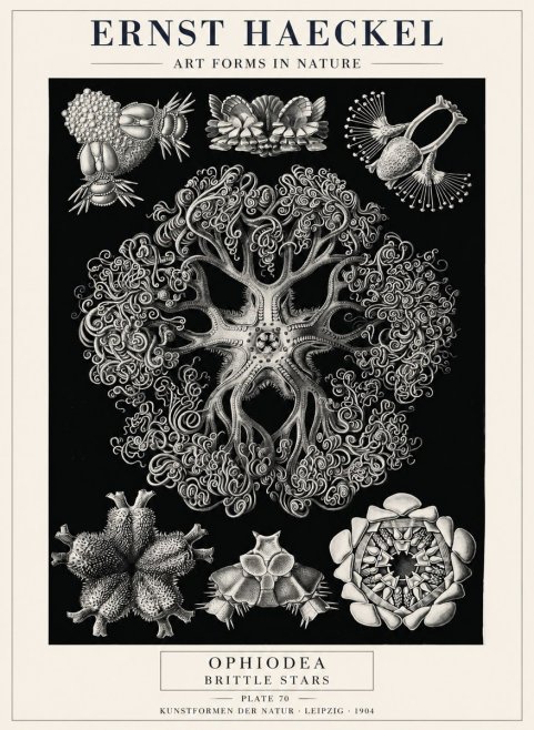 Ernst Haeckel Ophiodea - Brittle Stars II No4 - Plakát