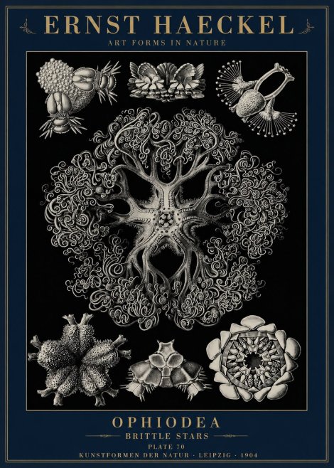 Ernst Haeckel Ophiodea - Brittle Stars II No6 - Plakát
