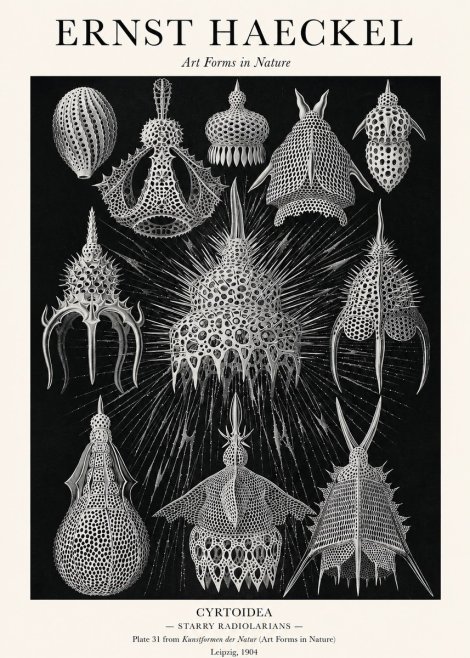 Ernst Haeckel Cyrtoidea - Starry Radiolarians No1 - Plakát