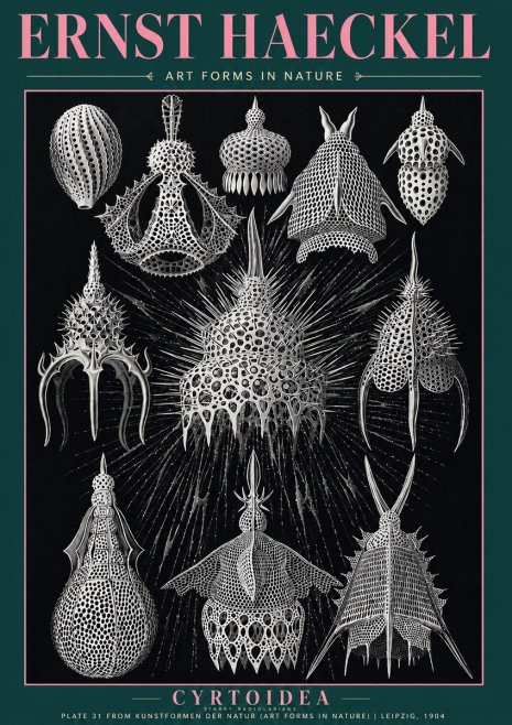 Ernst Haeckel Cyrtoidea - Starry Radiolarians No3 - Plakát