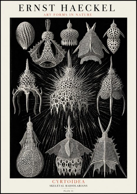 Ernst Haeckel Cyrtoidea - Starry Radiolarians No4 - Plakát
