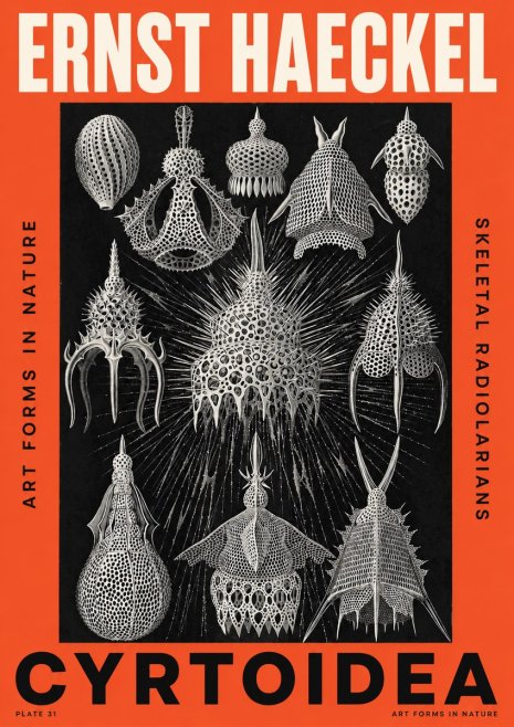 Ernst Haeckel Cyrtoidea - Starry Radiolarians No5 - Plakát