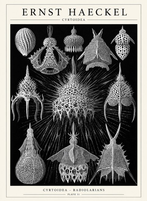 Ernst Haeckel Cyrtoidea - Starry Radiolarians No6 - Plakát