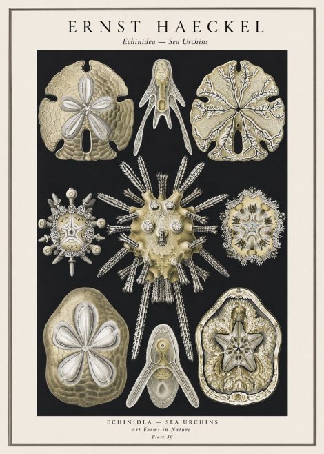 Ernst Haeckel Echinidea — Sea Urchins No1 - Plakát