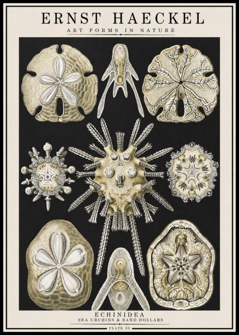 Ernst Haeckel Echinidea — Sea Urchins No4 - Plakát