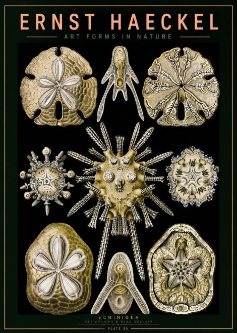 Ernst Haeckel Echinidea — Sea Urchins No5 - Plakát