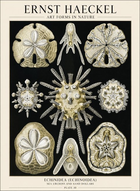 Ernst Haeckel Echinidea — Sea Urchins No6 - Plakát