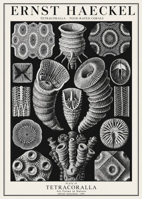 Ernst Haeckel Tetracoralla - Four-rayed Corals No1 - Plakát