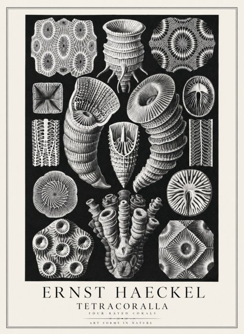 Ernst Haeckel Tetracoralla - Four-rayed Corals No3 - Plakát