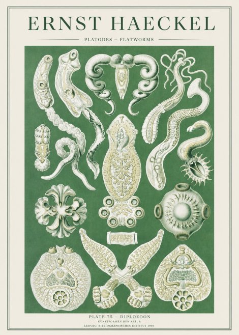 Ernst Haeckel Platodes – Flatworms No2 - Plakát