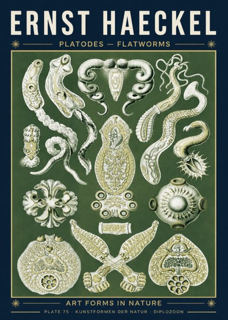 Ernst Haeckel Platodes – Flatworms No5 - Plakát