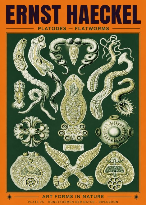 Ernst Haeckel Platodes – Flatworms No6 - Plakát