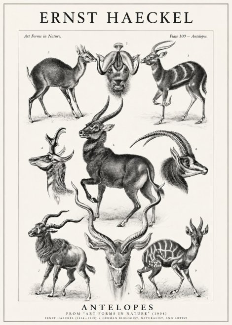 Ernst Haeckel Antelopes No1 - Plakát