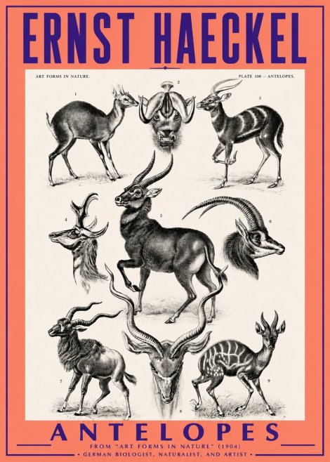 Ernst Haeckel Antelopes No3 - Plakát