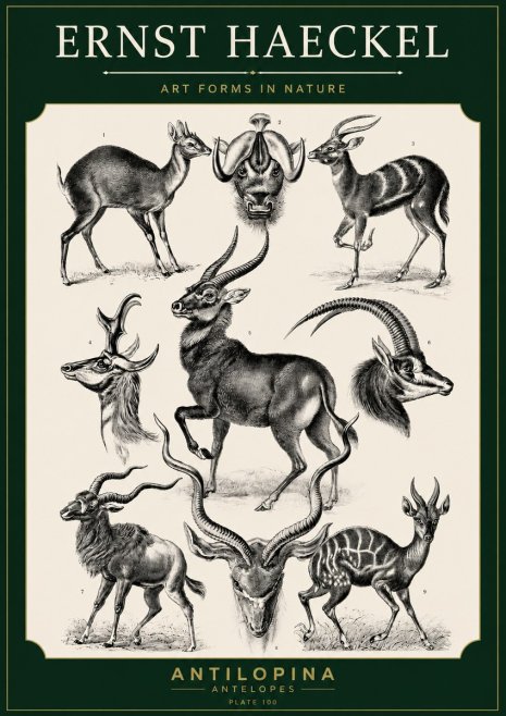 Ernst Haeckel Antelopes No5 - Plakát