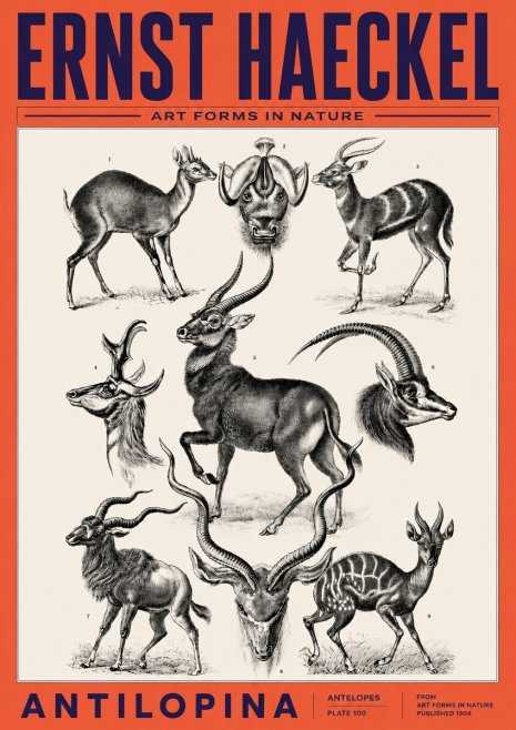 Ernst Haeckel Antelopes No6 - Plakát