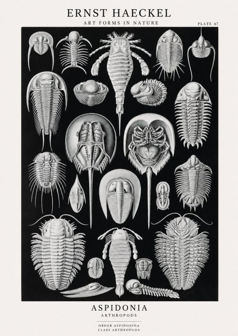 Ernst Haeckel Aspidonia No1 - Plakát