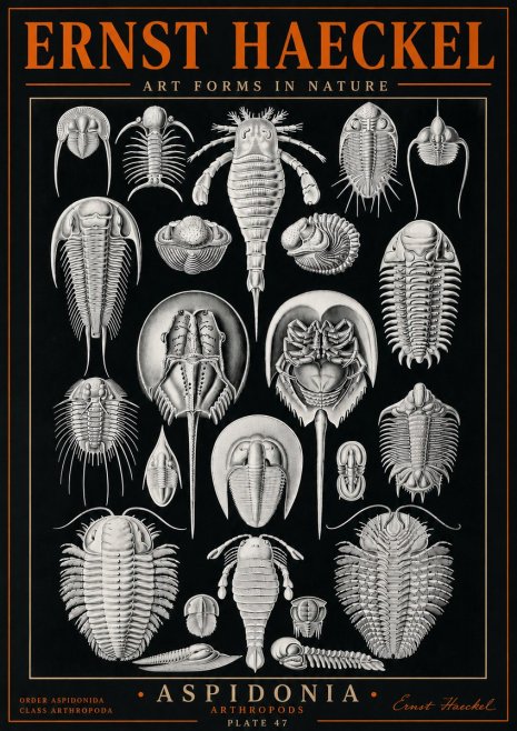 Ernst Haeckel Aspidonia No5 - Plakát