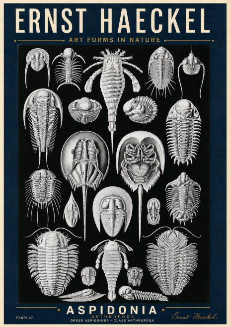 Ernst Haeckel Aspidonia No6 - Plakát
