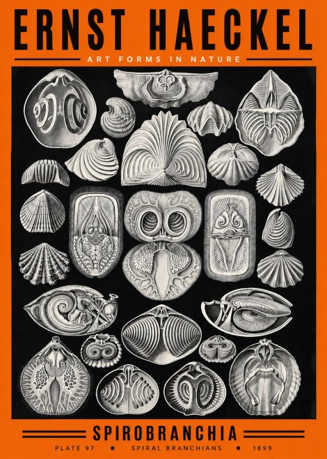 Ernst Haeckel Spirobranchia No2 - Plakát