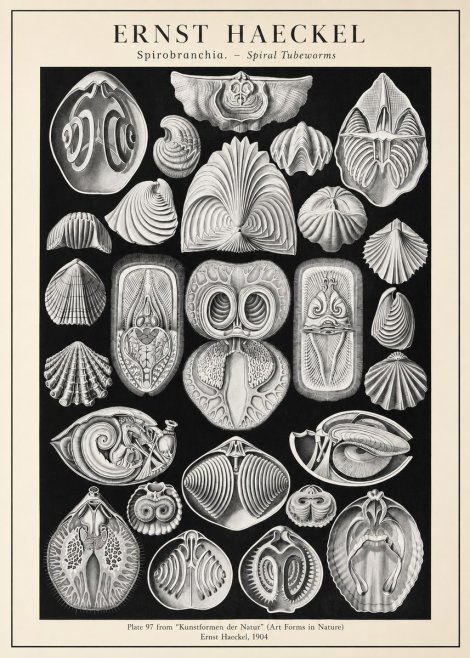 Ernst Haeckel Spirobranchia No3 - Plakát