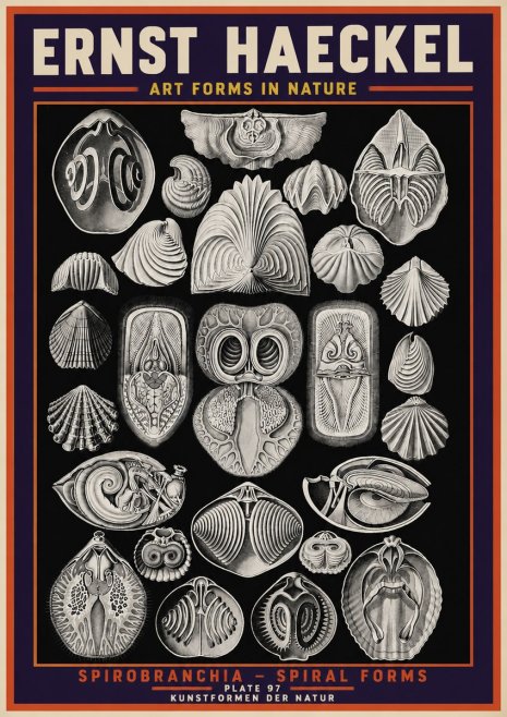 Ernst Haeckel Spirobranchia No5 - Plakát