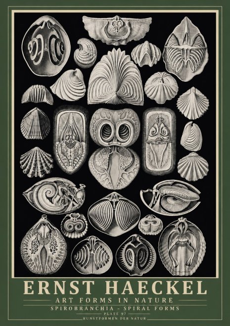 Ernst Haeckel Spirobranchia No6 - Plakát