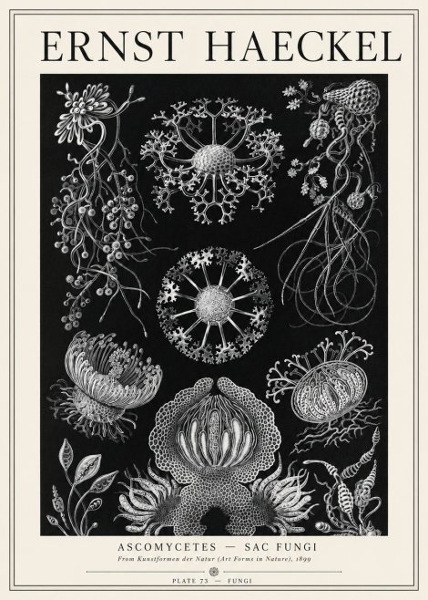 Ernst Haeckel Ascomycetes — Sac Fungi No1 - Plakát