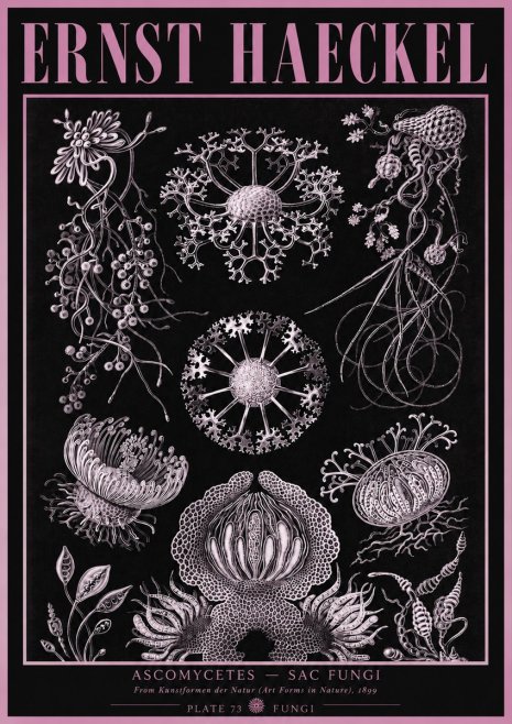 Ernst Haeckel Ascomycetes — Sac Fungi No3 - Plakát
