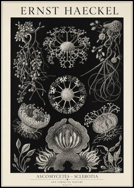 Ernst Haeckel Ascomycetes — Sac Fungi No5 - Plakát