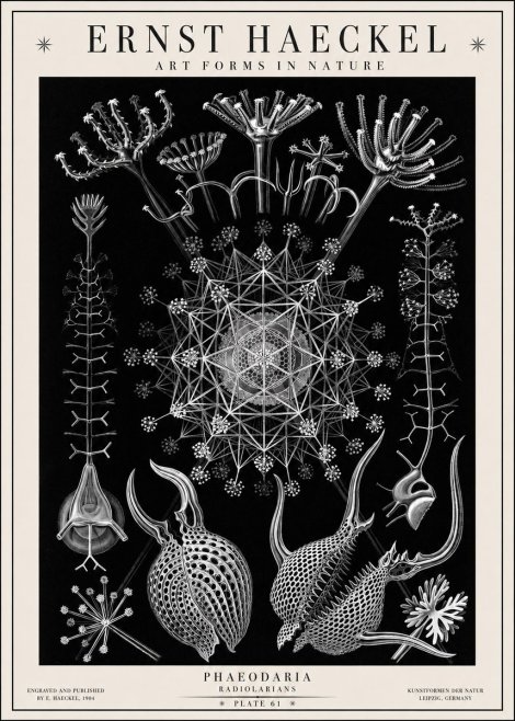 Ernst Haeckel Phaeodaria Radiolarians - Plate 61 No1 - Plakát