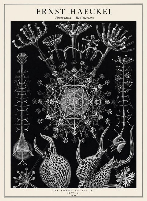 Ernst Haeckel Phaeodaria Radiolarians - Plate 61 No2 - Plakát