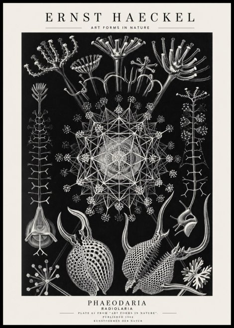 Ernst Haeckel Phaeodaria Radiolarians - Plate 61 No4 - Plakát