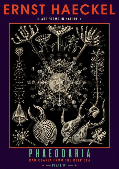 Ernst Haeckel Phaeodaria Radiolarians - Plate 61 No6 - Plakát