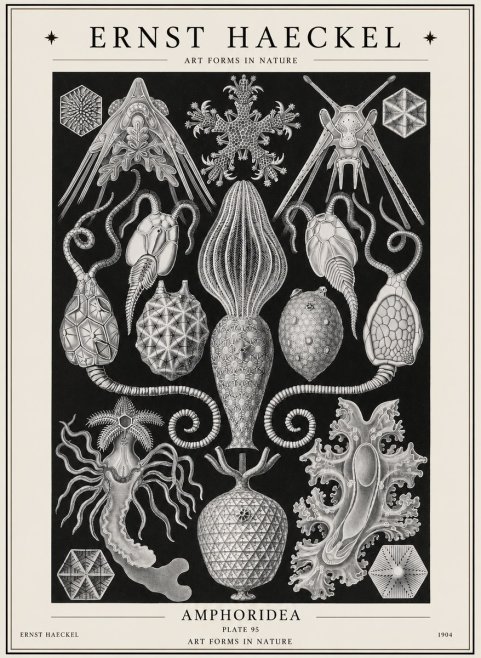 Ernst Haeckel Amphoridea No1 - Plakát