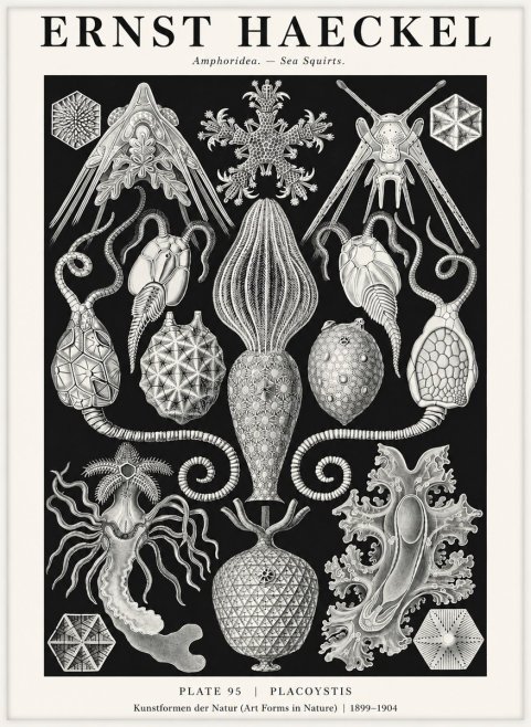 Ernst Haeckel Amphoridea No3 - Plakát