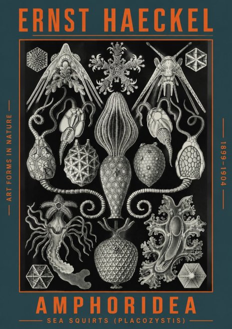 Ernst Haeckel Amphoridea No4 - Plakát