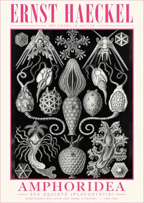 Ernst Haeckel Amphoridea No5 - Plakát