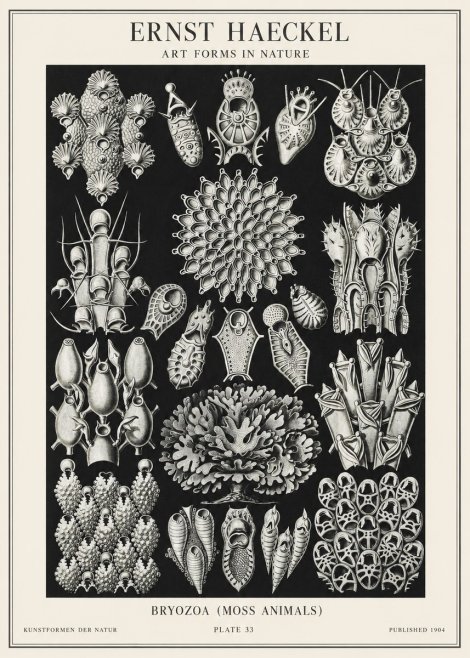 Ernst Haeckel Bryozoa No2 - Plakát