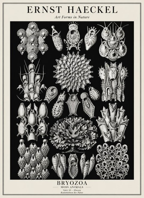 Ernst Haeckel Bryozoa No3 - Plakát