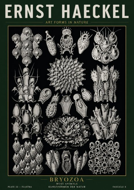 Ernst Haeckel Bryozoa No5 - Plakát
