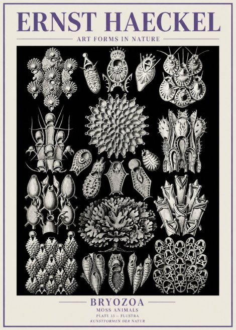 Ernst Haeckel Bryozoa No6 - Plakát