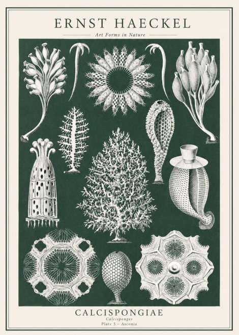 Ernst Haeckel Calcispongiae - Calcisponiges - Plate 5 - Asconia No1 - Plakát
