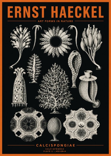 Ernst Haeckel Calcispongiae - Calcisponiges - Plate 5 - Asconia No2 - Plakát
