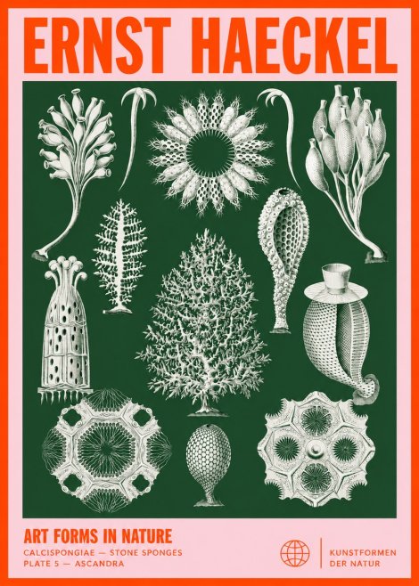 Ernst Haeckel Calcispongiae - Calcisponiges - Plate 5 - Asconia No4 - Plakát