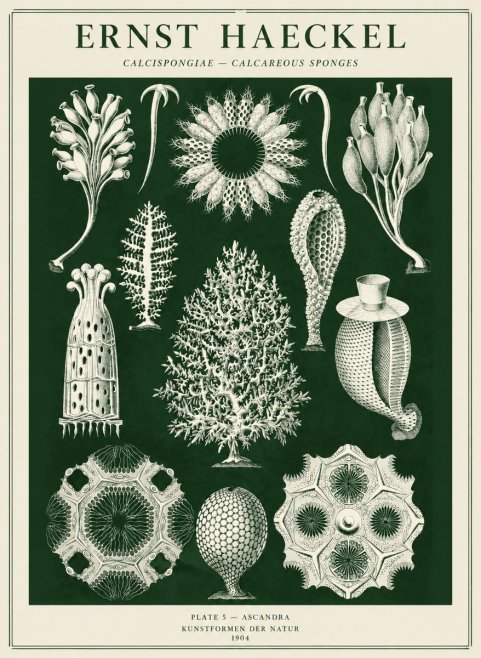 Ernst Haeckel Calcispongiae - Calcisponiges - Plate 5 - Asconia No5 - Plakát