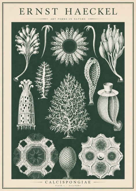Ernst Haeckel Calcispongiae - Calcisponiges - Plate 5 - Asconia No6 - Plakát