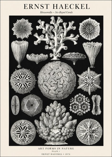 Ernst Haeckel Hexacoralla – Six-rayed Corals No1 - Plakát
