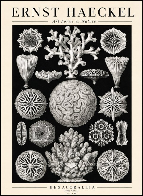 Ernst Haeckel Hexacoralla – Six-rayed Corals No3 - Plakát